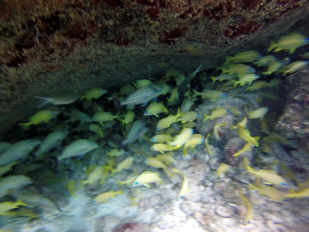Mima'S Village Cozumel Luaran gambar