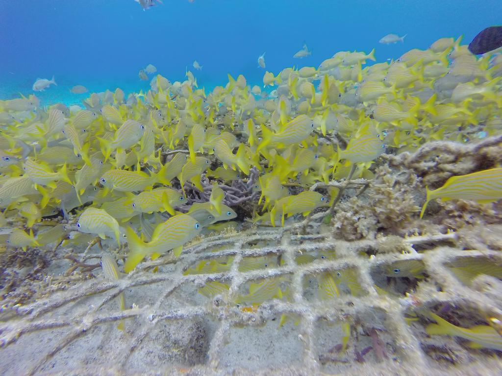 Mima'S Village Cozumel Luaran gambar